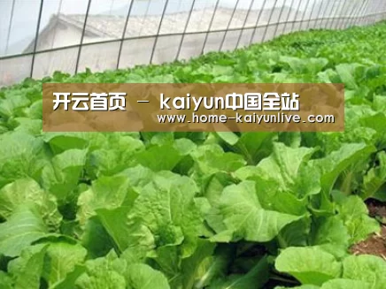 种植基地一